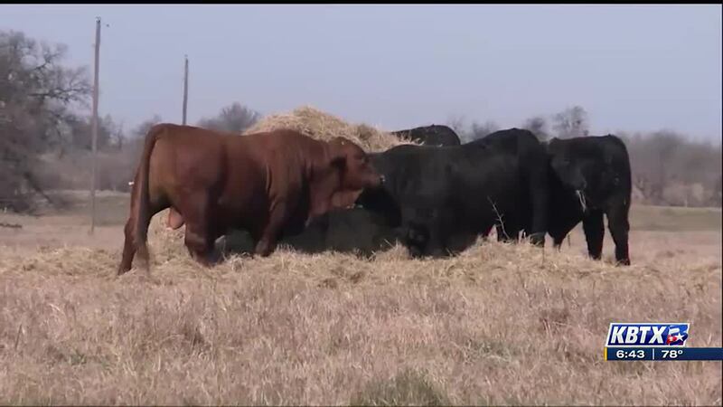 The 2022 beef cattle short course saw over 2000 people come together to see how they can make...
