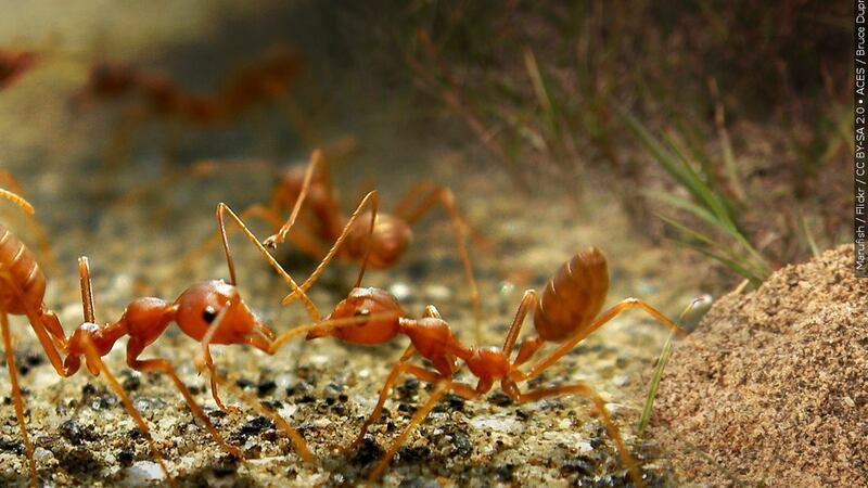 Fire ants