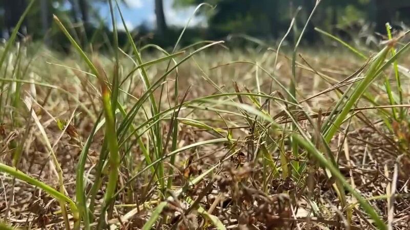 Lawn watering tips.