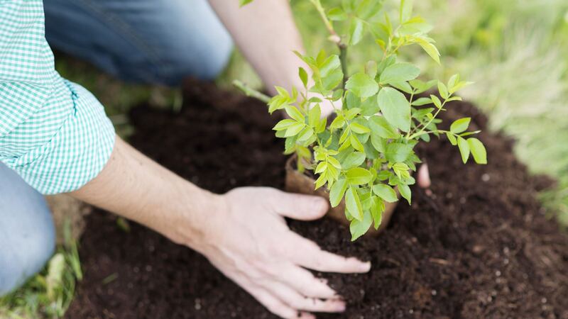 Hands shown placing a young sapling in soil.