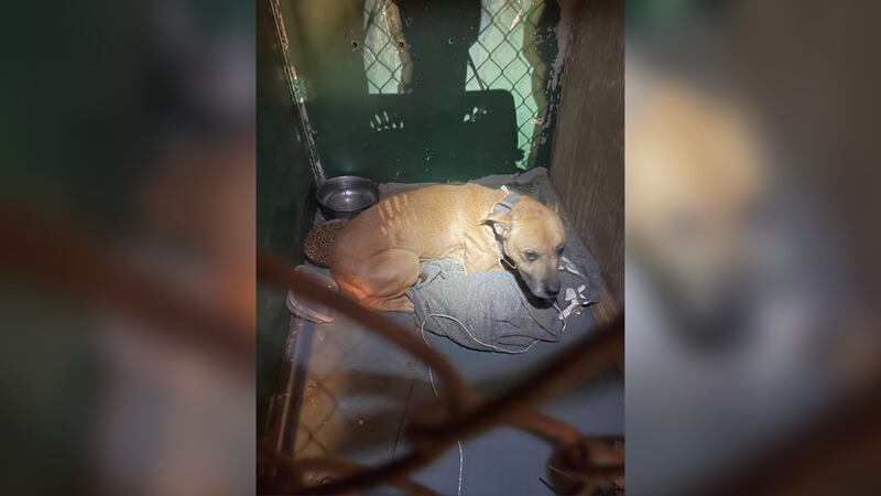Police charged a 31-year-old man with animal cruelty after a dog was found locked in a closet...
