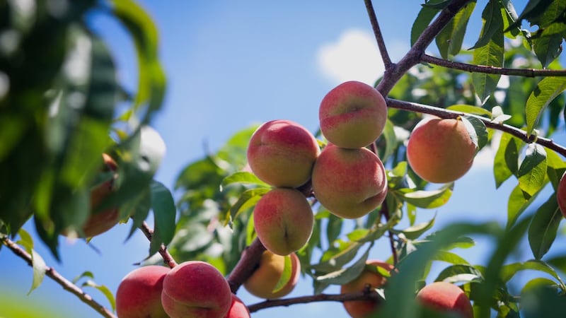 Peach tree