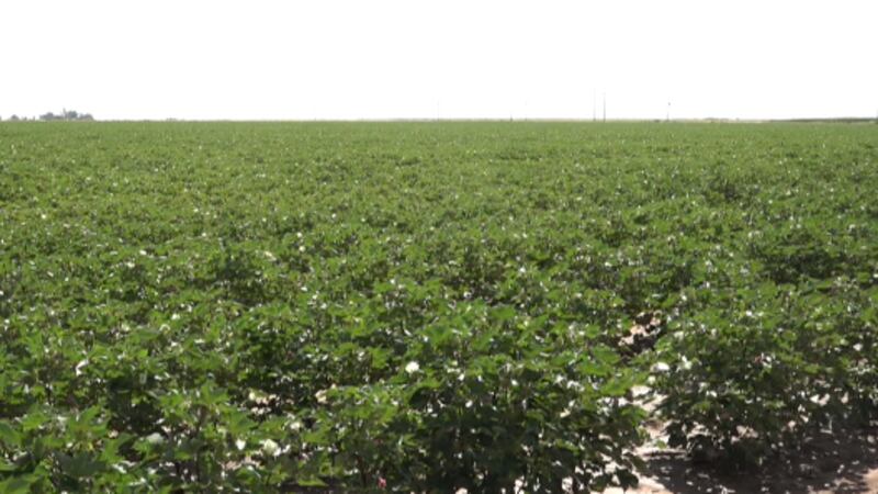 Cotton field in Hale County 2023.
