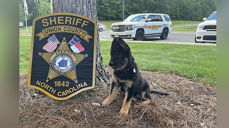 The Union County Sheriff’s Office wants help with naming its 11-week-old German Shepherd.