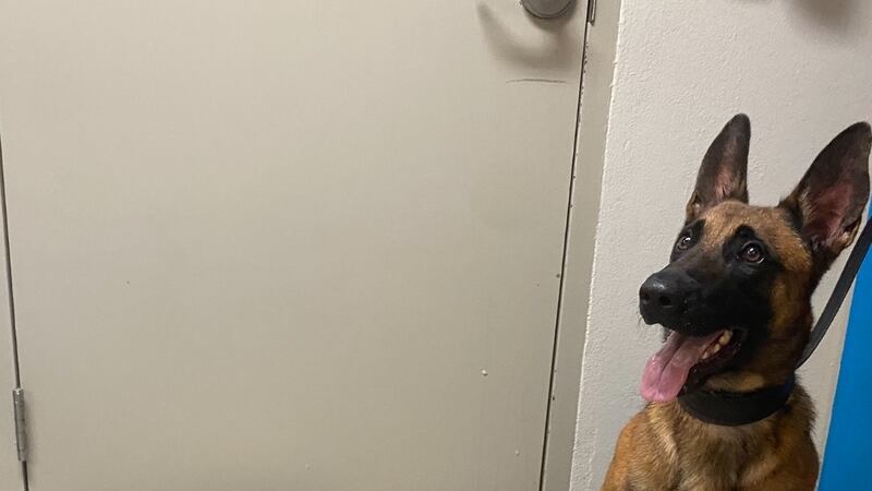 Nacogdoches Police K9 Hamer