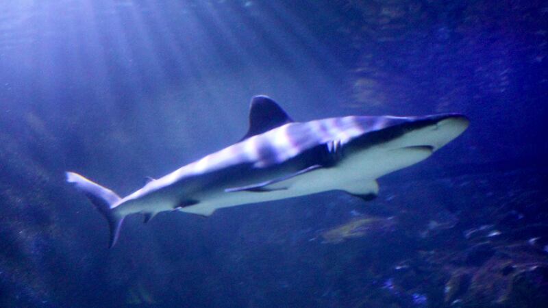 A white tip reef shark is one species of sharks at Shreveport Aquarium.