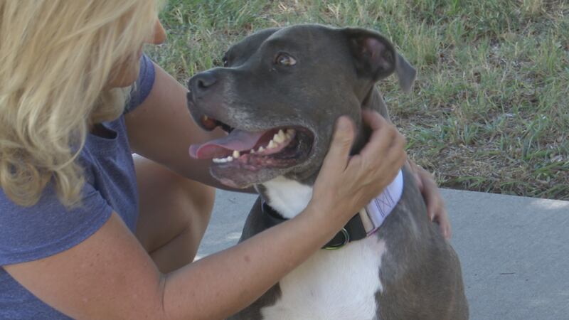 Dog shot by Waco police officer almost fully recovered