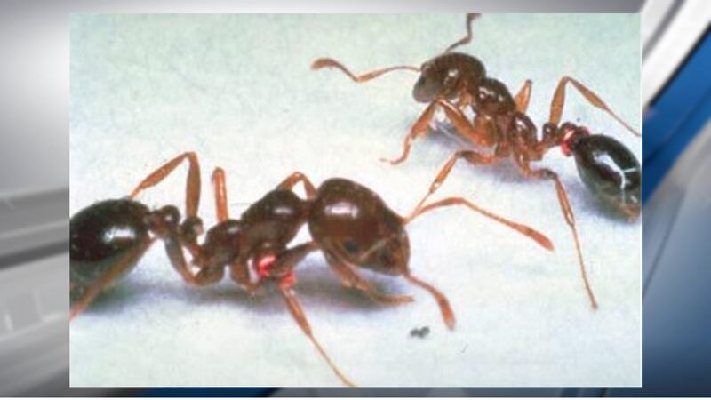 Fire ants
