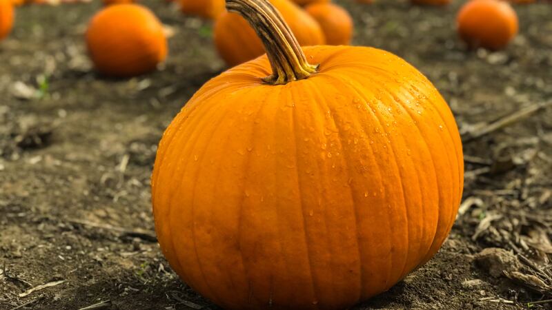 pumpkin generic