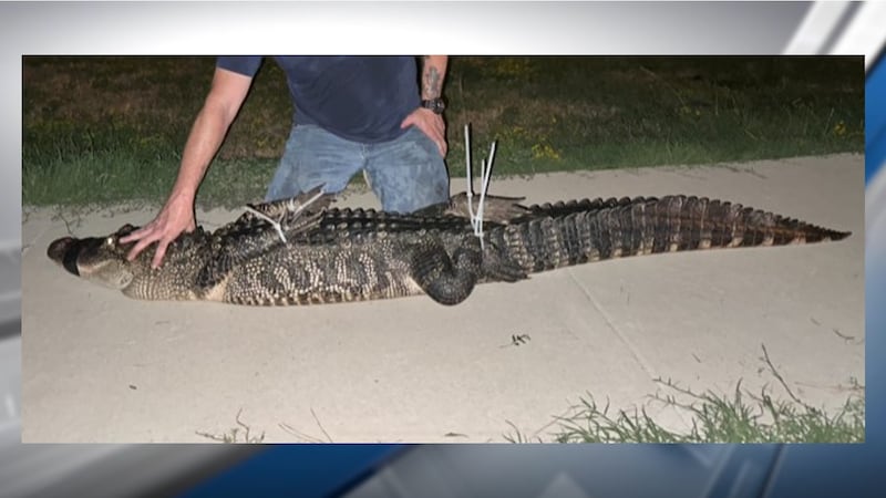An alligator was removed from Jones Lake in Lufkin.