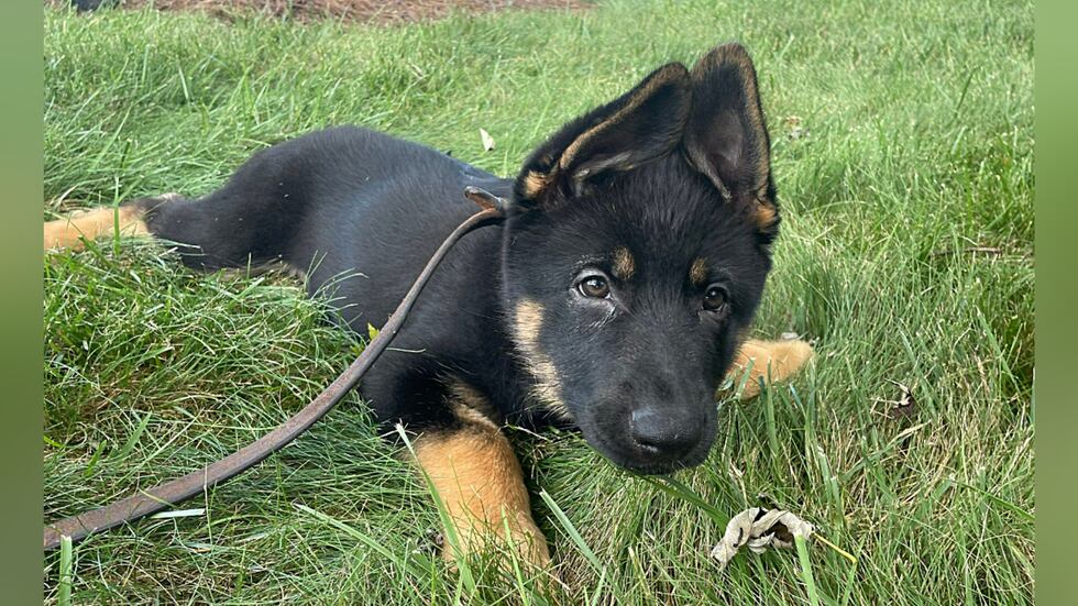 The Union County Sheriff’s Office wants help with naming its 11-week-old German Shepherd.