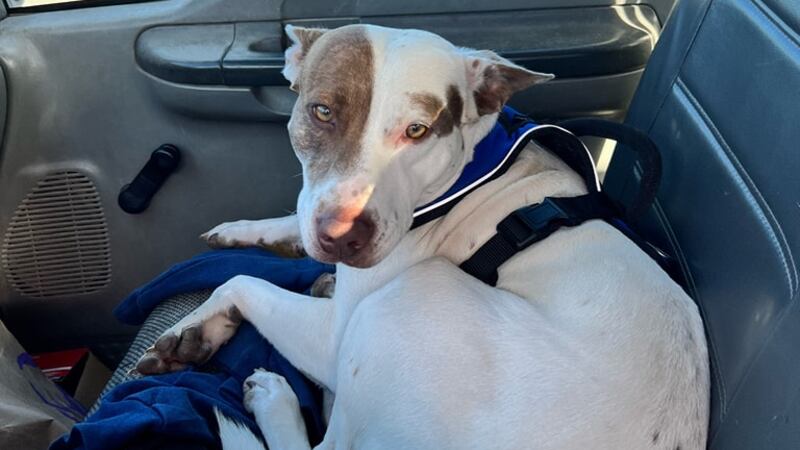 The dog was the only one in a car that hit two other vehicles.