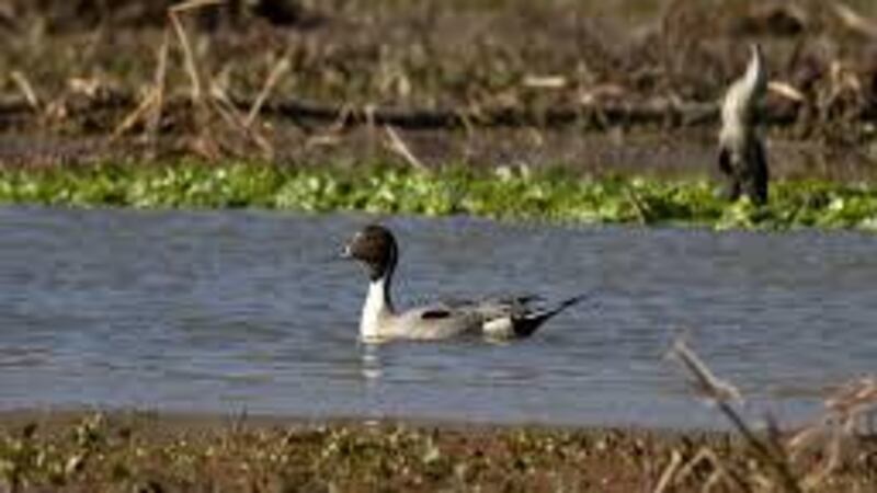 Example photo; not an actual duck from this incident.
