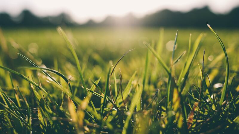 Field of grass