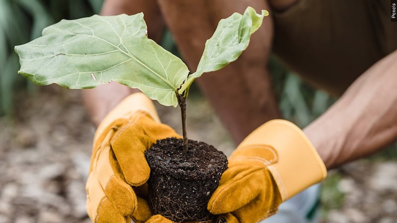 Gardening generic